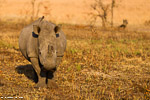 Afrique du sud / Sabi Sand