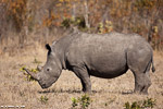 Afrique du sud / Sabi Sand