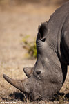 Afrique du sud / Sabi Sand