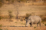 Afrique du sud / Sabi Sand