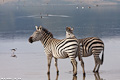 Zebre