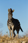 Afrique du sud / Sabi Sand