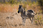 Afrique du sud / Sabi Sand