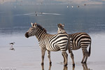 Tanzanie / Ngorongoro