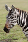 Tanzanie / Ngorongoro