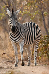 Afrique du sud / Sabi Sand