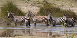 tanzanie / Serengeti