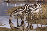 Tanzanie / Ngorongoro