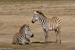 Tanzanie / Ngorongoro