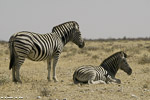 Namibie / etosha