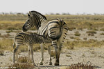 Namibie / etosha