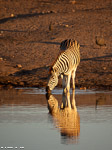 Namibie / Etosha -Chudop