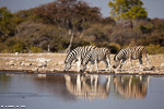 Namibie / etosha-klein namutoni