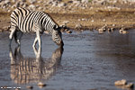 Namibie / etosha-klein namutoni