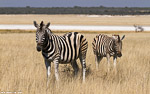 Namibie / etosha