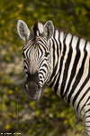 Namibie / etosha