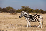 Namibie / etosha