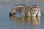 Namibie / etosha