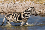 Namibie / etosha