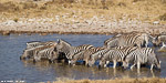 Namibie / etosha