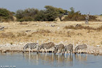 Namibie / etosha