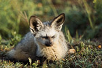 Kenya / Otocyon - Bat-eared fox - Otocyon megalotis