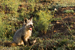 Kenya / Otocyon - Bat-eared fox - Otocyon megalotis