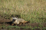 Kenya / Otocyon - Bat-eared fox - Otocyon megalotis