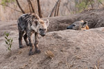 Afrique du Sud / Hyène tachetée - Spotted hyena - Crocuta crocuta