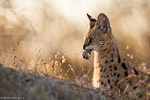 Afrique du Sud / Serval - Felis serval
