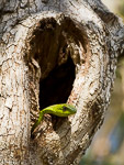 Afrique du Sud / Boomslang - Dispholidus typus