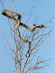 Afrique du Sud / mamba noir - black mamba - Dendroaspis polylepis