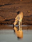 Namibie / Etosha -Chudop