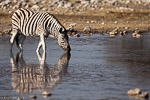 Namibie / etosha-klein namutoni