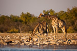 Etosha / klein namutoni