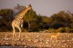 Etosha / klein namutoni