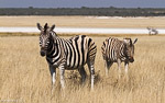 Namibie / etosha