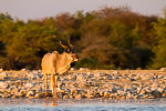 Etosha / klein namutoni