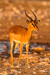 Etosha / klein namutoni