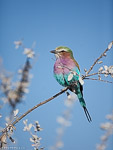 Etosha / Rollier à longs brins / Lilac-breasted roller (Coracias caudatus)