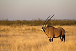 Namibie / oryx