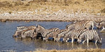 Namibie / etosha