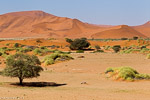 Namib