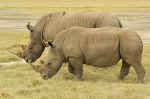 rhinos & hippos